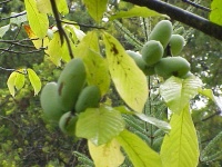 Asiminier - Asiminia triloba - Haie champetre  - Pepiniere Alsace - Vegetal Local Nord Est - Bio - Jardin forêt comestible - fruitier - permaculture