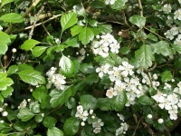 Aubépine à deux styles - Crataegus laevigata  - Haie champetre  - Pepiniere Alsace - Vegetal Local Nord Est - Bio - Jardin forêt comestible - fruitier - permaculture