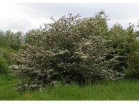 Aubépine monogyne - Crataegus monogyna  - Haie champetre  - Pepiniere Alsace - Vegetal Local Nord Est - Bio - Jardin forêt comestible - fruitier - permaculture