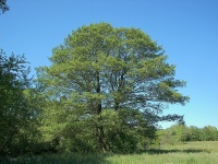 Aulne glutineux - Alnus glutinosa  - Haie champetre  - Pepiniere Alsace - Vegetal Local Nord Est - Bio - Jardin forêt comestible - fruitier - permaculture