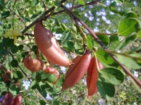Baguenaudier - Colutea arborescens - Haie champetre  - Pepiniere Alsace - Vegetal Local Nord Est - Bio - Jardin forêt comestible - fruitier - permaculture