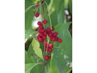 Baie aux 5 saveurs – Liane - Schisandra chinensis - Haie champetre  - Pepiniere Alsace - Vegetal Local Nord Est - Bio - Jardin forêt comestible - fruitier - permaculture