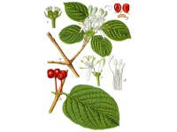 Camérisier à balai - Lonicera xylosteum - Haie champetre  - Pepiniere Alsace - Vegetal Local Nord Est - Bio - Jardin forêt comestible - fruitier - permaculture