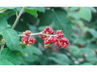 Sumac aromatique 'Grow low' – Vinaigrier couvre-sol - Rhus aromatica 'Grow low' - Haie champetre  - Pepiniere Alsace - Vegetal Local Nord Est - Bio - Jardin forêt comestible - fruitier - permaculture