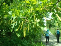 Caraganier de Sibérie – Arbre aux pois - Caragana arborescens - Haie champetre  - Pepiniere Alsace - Vegetal Local Nord Est - Bio - Jardin forêt comestible - fruitier - permaculture