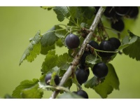 Caseille ‘Josta’ - Ribes nigrum x divaricatum x uva-crispa - Haie champetre  - Pepiniere Alsace - Vegetal Local Nord Est - Bio - Jardin forêt comestible - fruitier - permaculture