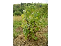 Cassissier ‘Arno’ - Ribes nigrum - Haie champetre  - Pepiniere Alsace - Vegetal Local Nord Est - Bio - Jardin forêt comestible - fruitier - permaculture