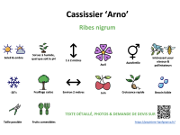 cassissier_arno _ résumé