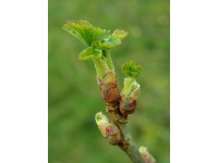 Cassissier ‘Arno’ - Ribes nigrum - Haie champetre  - Pepiniere Alsace - Vegetal Local Nord Est - Bio - Jardin forêt comestible - fruitier - permaculture