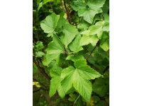 Cassissier ‘Arno’ - Ribes nigrum - Haie champetre  - Pepiniere Alsace - Vegetal Local Nord Est - Bio - Jardin forêt comestible - fruitier - permaculture