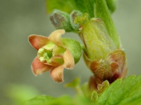 Cassissier ‘Arno’ - Ribes nigrum - Haie champetre  - Pepiniere Alsace - Vegetal Local Nord Est - Bio - Jardin forêt comestible - fruitier - permaculture