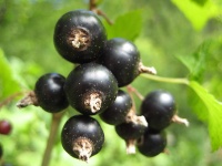 Cassissier ‘Arno’ - Ribes nigrum - Haie champetre  - Pepiniere Alsace - Vegetal Local Nord Est - Bio - Jardin forêt comestible - fruitier - permaculture