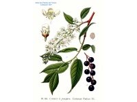 Cerisier à grappe - Prunus padus - Haie champetre  - Pepiniere Alsace - Vegetal Local Nord Est - Bio - Jardin forêt comestible - fruitier - permaculture