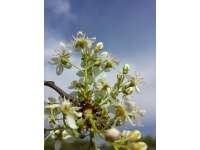 Cerisier de Sainte-Lucie - Prunus mahaleb - Haie champetre  - Pepiniere Alsace - Vegetal Local Nord Est - Bio - Jardin forêt comestible - fruitier - permaculture