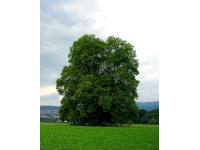 Charme - Carpinus betulus - Haie champetre  - Pepiniere Alsace - Vegetal Local Nord Est - Bio - Jardin forêt comestible - fruitier - permaculture