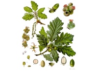 Chêne sessile - Quercus petraea - Haie champetre  - Pepiniere Alsace - Vegetal Local Nord Est - Bio - Jardin forêt comestible - fruitier - permaculture