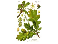 Chêne pédonculé - Quercus robur - Haie champetre  - Pepiniere Alsace - Vegetal Local Nord Est - Bio - Jardin forêt comestible - fruitier - permaculture