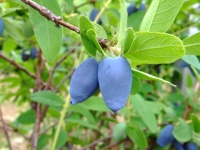 Chèvrefeuille comestible – Baie de mai ‘Edulis’ - Lonicera caerulea  - Haie champetre  - Pepiniere Alsace - Vegetal Local Nord Est - Bio - Jardin forêt comestible - fruitier - permaculture