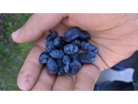 Chèvrefeuille comestible – Baie de mai ‘Redwood’ - Lonicera caerulea  - Haie champetre  - Pepiniere Alsace - Vegetal Local Nord Est - Bio - Jardin forêt comestible - fruitier - permaculture