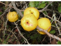 Cognassier du Japon 'Cido' - Chaenomeles japonica - Haie champetre  - Pepiniere Alsace - Vegetal Local Nord Est - Bio - Jardin forêt comestible - fruitier - permaculture