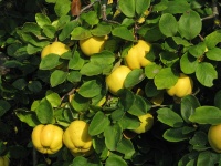 Cognassier 'Leskovac' - Cydonia oblonga - Haie champetre  - Pepiniere Alsace - Vegetal Local Nord Est - Bio - Jardin forêt comestible - fruitier - permaculture