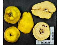 cognassier_vranja_-_cydonia_oblonga_-_pepiniere_alsace_vegetal_local_bio_-_fruit_2055085722