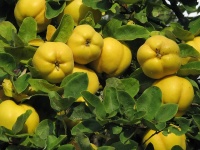Cognassier 'Wolgogradskaja Miagkoplodnaja' - Cydonia oblonga - Haie champetre  - Pepiniere Alsace - Vegetal Local Nord Est - Bio - Jardin forêt comestible - fruitier - permaculture