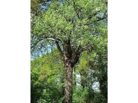 Cormier - Sorbus domestica - Haie champetre  - Pepiniere Alsace - Vegetal Local Nord Est - Bio - Jardin forêt comestible - fruitier - permaculture