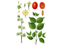 Cornouiller mâle - Cornus mas - Haie champetre  - Pepiniere Alsace - Vegetal Local Nord Est - Bio - Jardin forêt comestible - fruitier - permaculture