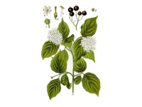 Cornouiller sanguin - Cornus sanguinea - Haie champetre  - Pepiniere Alsace - Vegetal Local Nord Est - Bio - Jardin forêt comestible - fruitier - permaculture
