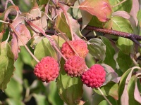 Cornouiller de Chine - Cornus kousa chinensis - Haie champetre  - Pepiniere Alsace - Vegetal Local Nord Est - Bio - Jardin forêt comestible - fruitier - permaculture