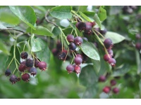 Amelanchier bas amelanchier humilis Haie champetre  - Pepiniere Alsace - Vegetal Local Nord Est- Bio - Jardin forêt comestible - fruitier - permaculture 