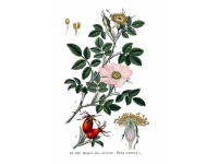 Églantier - Rosa canina - Haie champetre  - Pepiniere Alsace - Vegetal Local Nord Est - Bio - Jardin forêt comestible - fruitier - permaculture