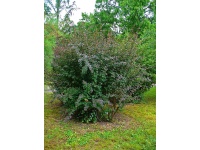 Épine-vinette - Berberis vulgaris - Haie champetre  - Pepiniere Alsace - Vegetal Local Nord Est - Bio - Jardin forêt comestible - fruitier - permaculture