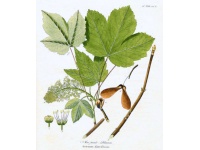 Érable sycomore - Acer pseudoplatanus  - Haie champetre  - Pepiniere Alsace - Vegetal Local Nord Est - Bio - Jardin forêt comestible - fruitier - permaculture