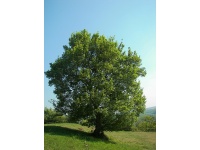 Érable champêtre - Acer campestre - Haie champetre  - Pepiniere Alsace - Vegetal Local Nord Est - Bio - Jardin forêt comestible - fruitier - permaculture