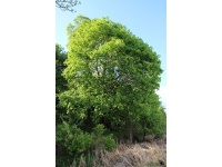 Érable plane - Acer platanoides  - Haie champetre  - Pepiniere Alsace - Vegetal Local Nord Est - Bio - Jardin forêt comestible - fruitier - permaculture