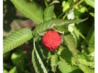 Framboisier Fraise Japonais - Rubus illecebrosus - Haie champetre  - Pepiniere Alsace - Vegetal Local Nord Est - Bio - Jardin forêt comestible - fruitier - permaculture
