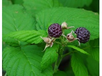 Framboisier 'Glen Coe' - Rubus idaeus - Haie champetre  - Pepiniere Alsace - Vegetal Local Nord Est - Bio - Jardin forêt comestible - fruitier - permaculture