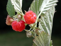 Framboisier 'September' - Rubus idaeus - Haie champetre  - Pepiniere Alsace - Vegetal Local Nord Est - Bio - Jardin forêt comestible - fruitier - permaculture
