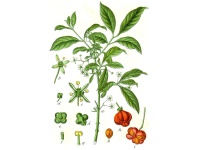 Fusain d’Europe - Euonymus europeaus - Haie champetre  - Pepiniere Alsace - Vegetal Local Nord Est - Bio - Jardin forêt comestible - fruitier - permaculture