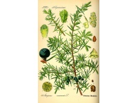 Genévrier commun - Juniperus communis - Haie champetre  - Pepiniere Alsace - Vegetal Local Nord Est - Bio - Jardin forêt comestible - fruitier - permaculture