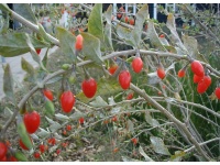 Goji - Lycium barbarum - Haie champetre  - Pepiniere Alsace - Vegetal Local Nord Est - Bio - Jardin forêt comestible - fruitier - permaculture