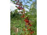 Goumi du Japon - Elaeagnus multiflora - Haie champetre  - Pepiniere Alsace - Vegetal Local Nord Est - Bio - Jardin forêt comestible - fruitier - permaculture