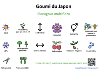 goumi_du_japon _ résumé
