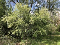 Goumi du Japon - Elaeagnus multiflora - Haie champetre  - Pepiniere Alsace - Vegetal Local Nord Est - Bio - Jardin forêt comestible - fruitier - permaculture