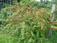 Goumi du Japon - Elaeagnus multiflora - Haie champetre  - Pepiniere Alsace - Vegetal Local Nord Est - Bio - Jardin forêt comestible - fruitier - permaculture