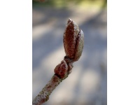 Goumi du Japon - Elaeagnus multiflora - Haie champetre  - Pepiniere Alsace - Vegetal Local Nord Est - Bio - Jardin forêt comestible - fruitier - permaculture