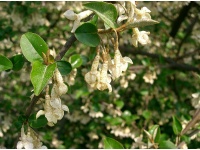 Goumi du Japon - Elaeagnus multiflora - Haie champetre  - Pepiniere Alsace - Vegetal Local Nord Est - Bio - Jardin forêt comestible - fruitier - permaculture