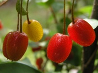 Goumi du Japon - Elaeagnus multiflora - Haie champetre  - Pepiniere Alsace - Vegetal Local Nord Est - Bio - Jardin forêt comestible - fruitier - permaculture